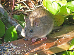 Image of Brown Rat