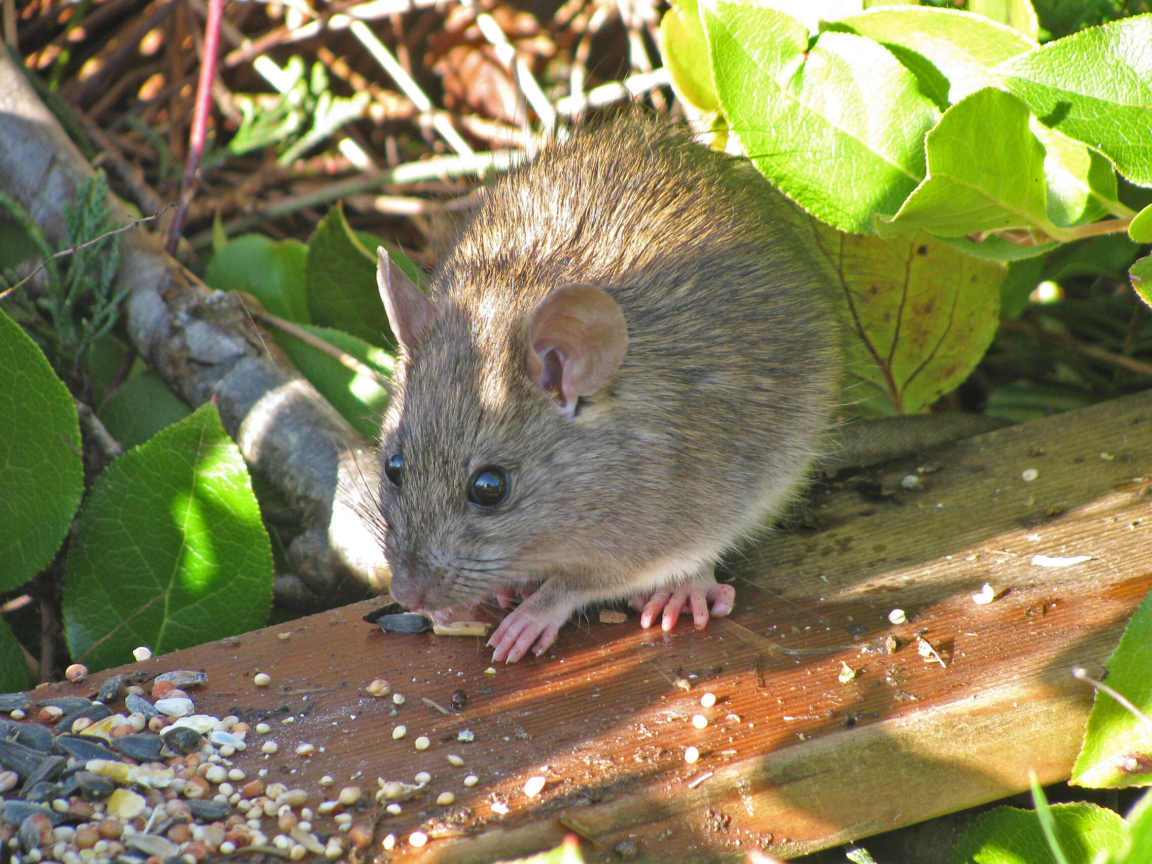 Image of Brown Rat