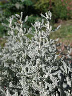 Image of lavender cotton