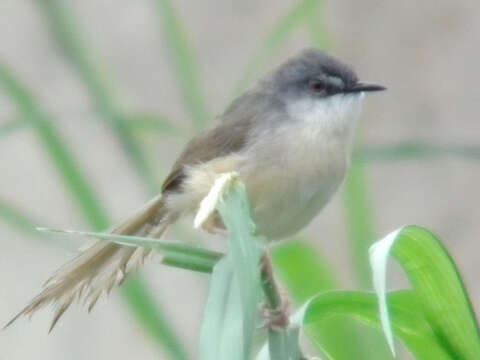 Imagem de Prinia flaviventris (Delessert 1840)