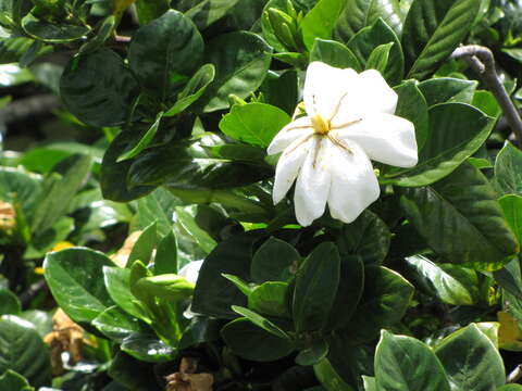 Image of Cape jasmine