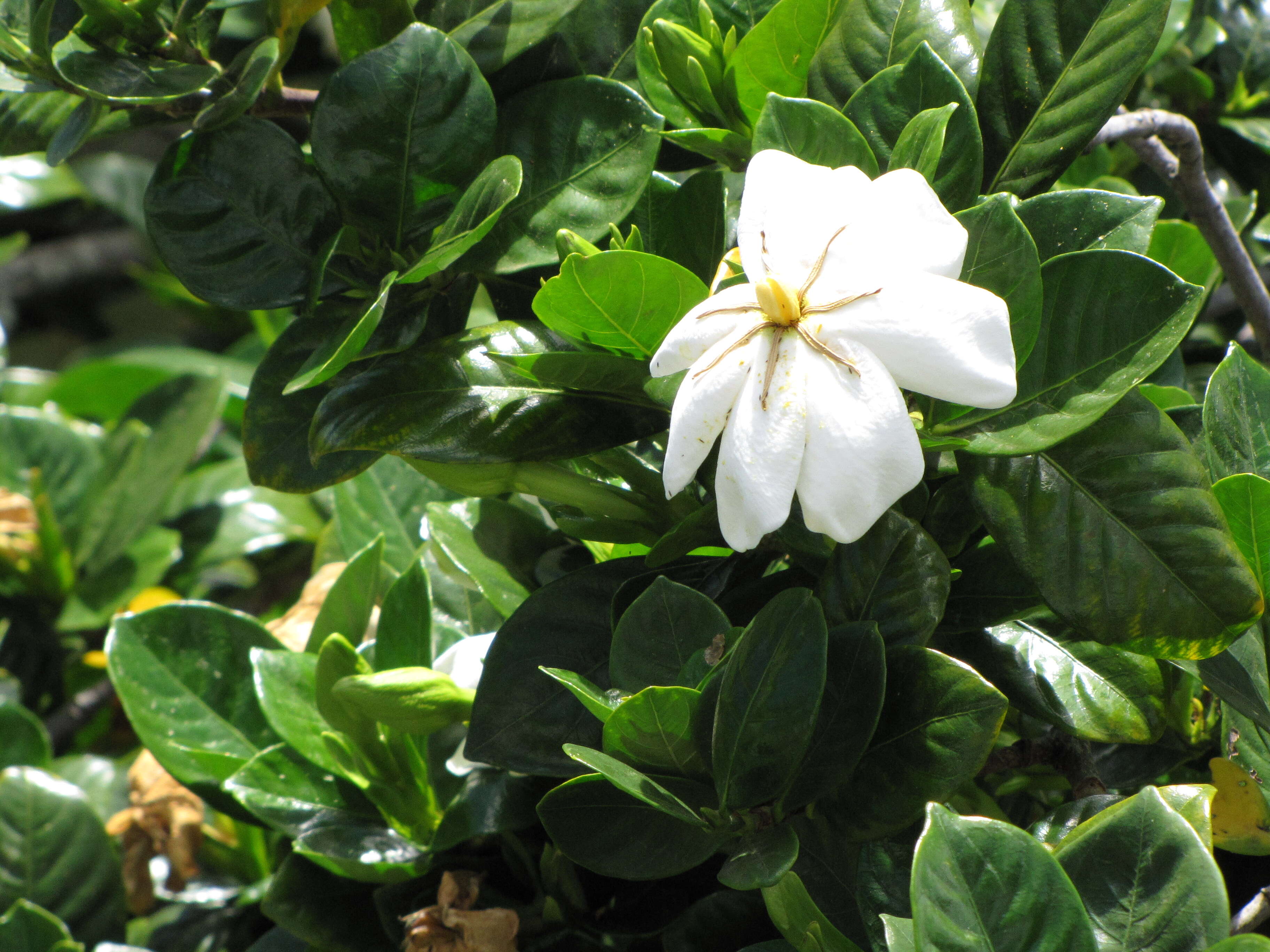 Image of Cape jasmine