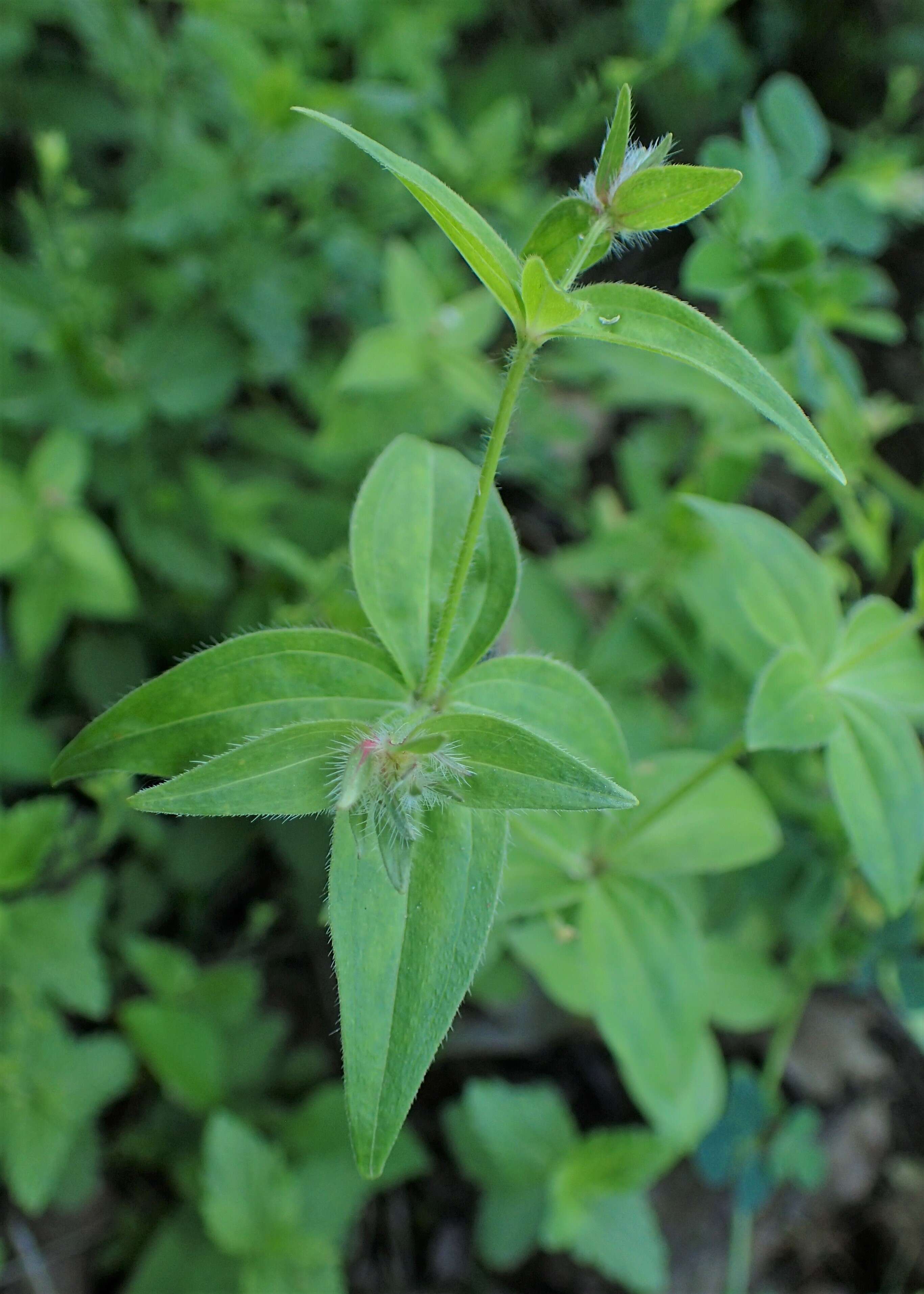 صورة Asperula taurina L.