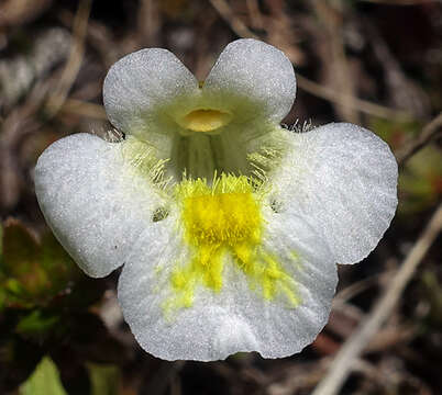 Image of Pinguicula alpina L.