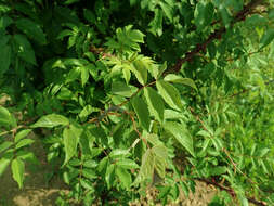 Image of climbing rose