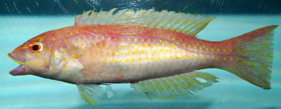 Image of Red Hogfish