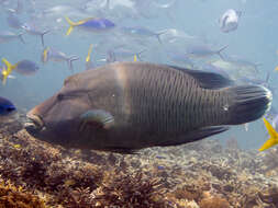 Image of Giant Wrasse