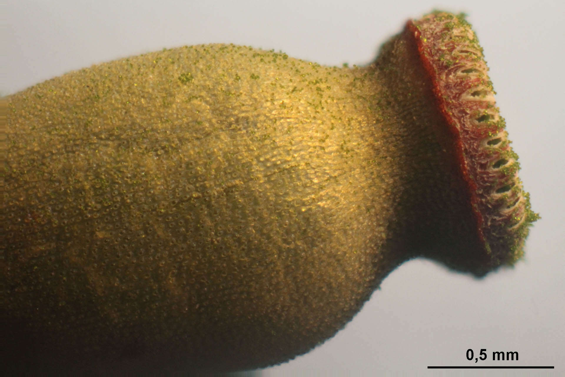 Image of aloe haircap