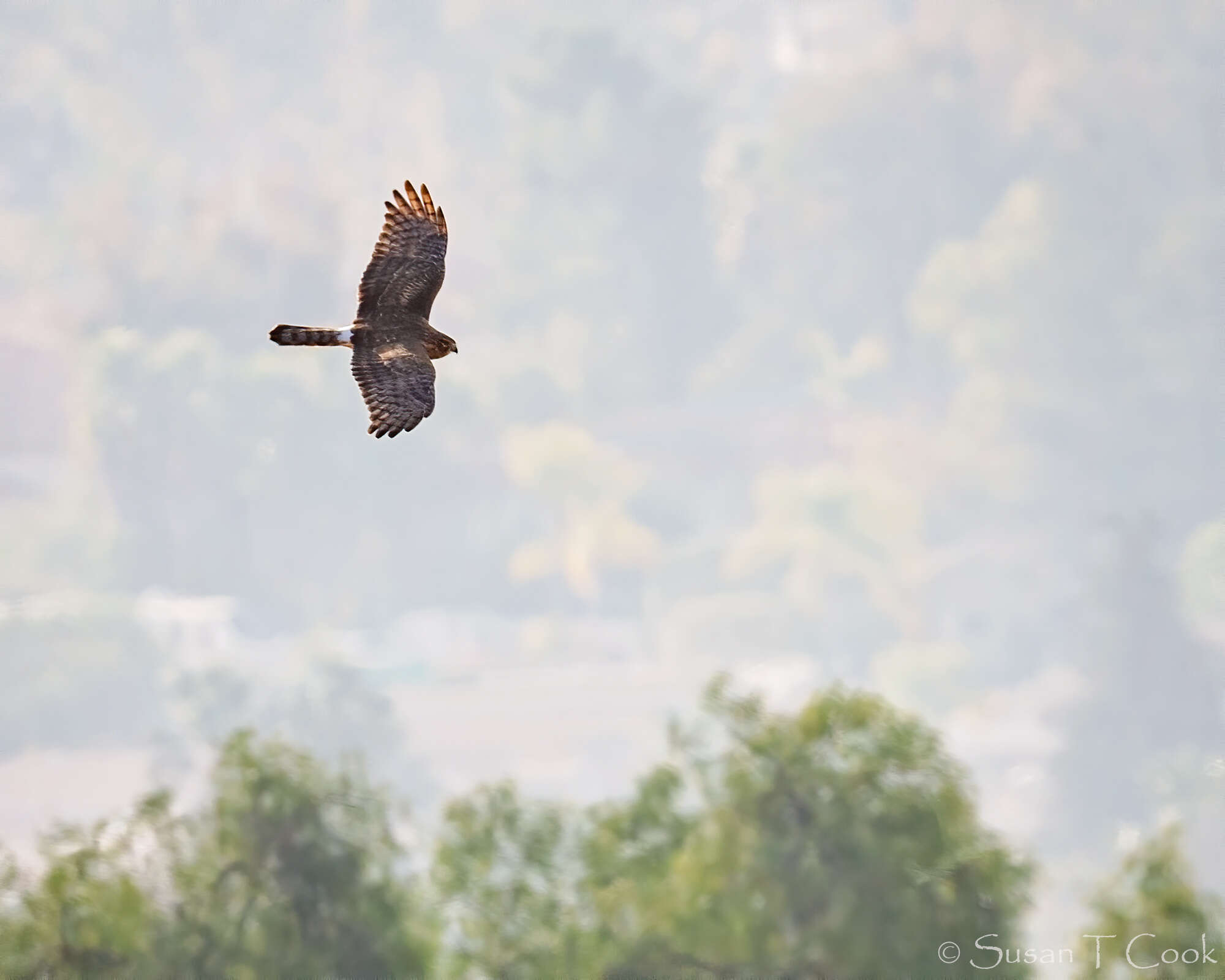 Image of Northern Harrier