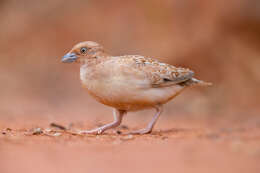 Image of Little Button-quail