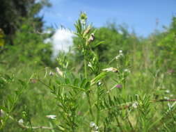 Image of Hairy Tare