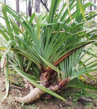 Image of Pandanus glaucocephalus R. E. Vaughan & Wiehe