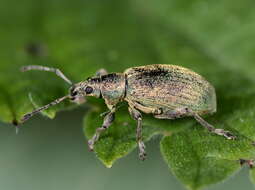 Image of Phyllobius (Metaphyllobius) pomaceus Gyllenhal 1834