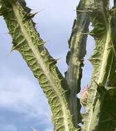 Image of Moor's Cotton Thistle