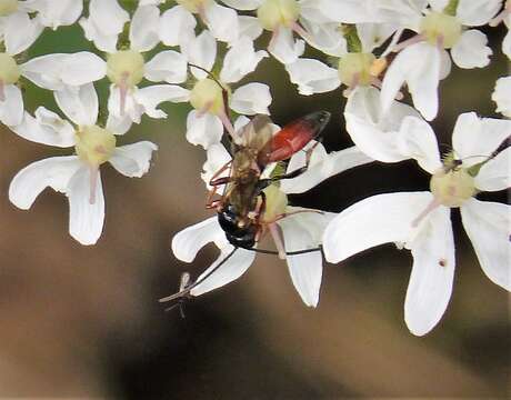 Plancia ëd Ichneumonoidea