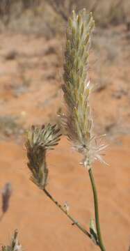 Image of Ptilotus polystachyus (Gaudich.) F. Müll.