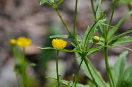 Image de Ranunculus cassubicus L.