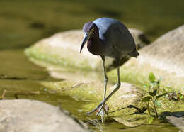 Image of Little Blue Heron