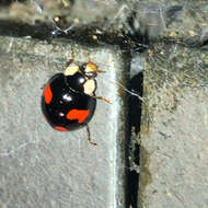 Image of Harmonia axyridis (Pallas 1773)