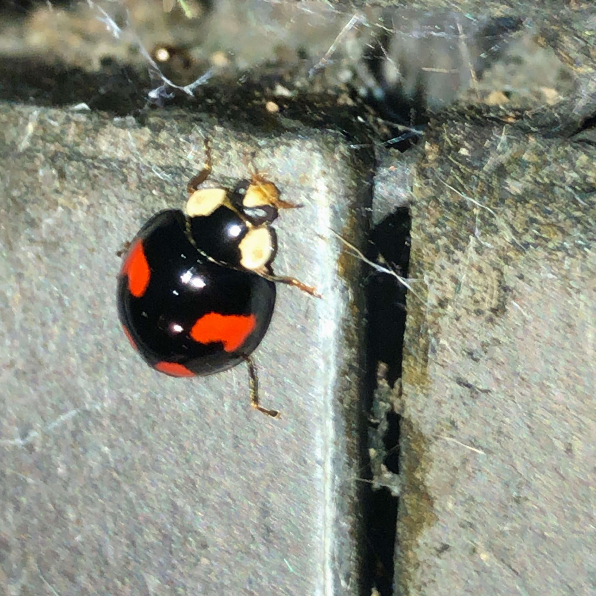 Image of Harmonia axyridis (Pallas 1773)