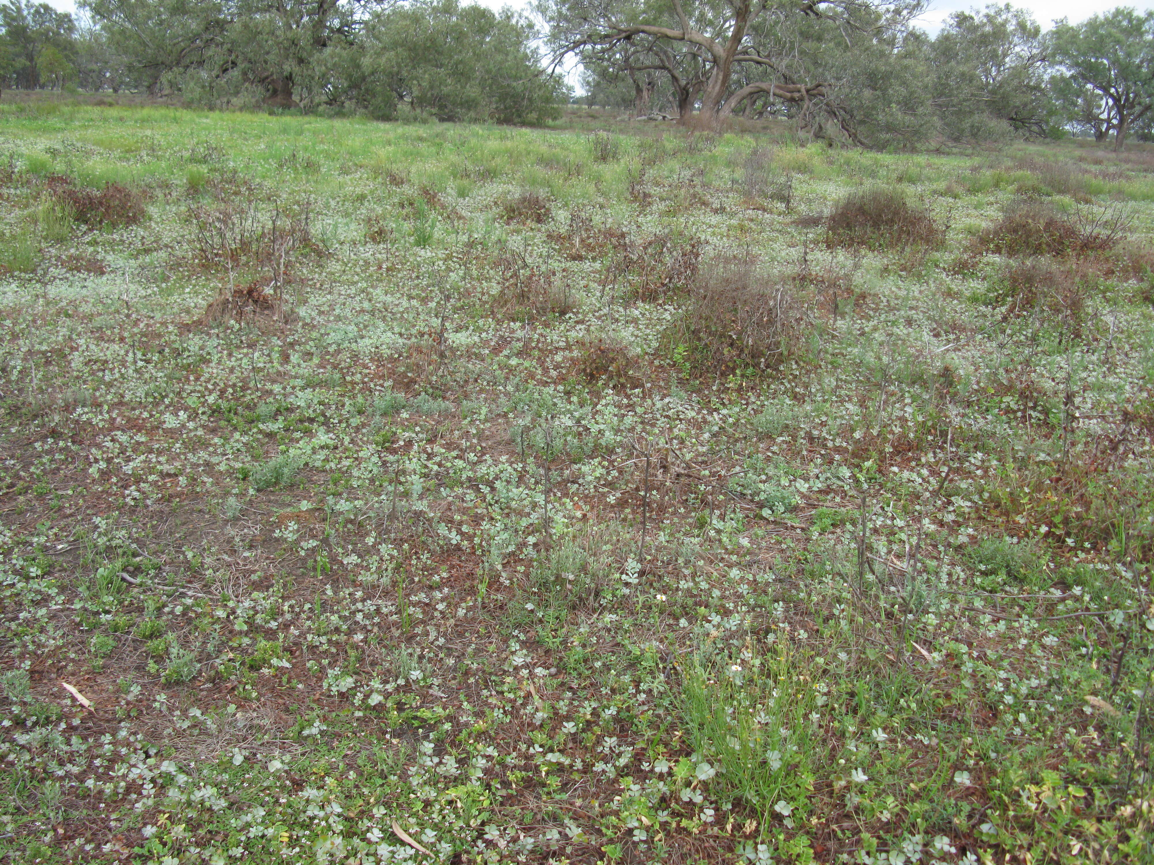 Plancia ëd Marsilea drummondii A. Br.