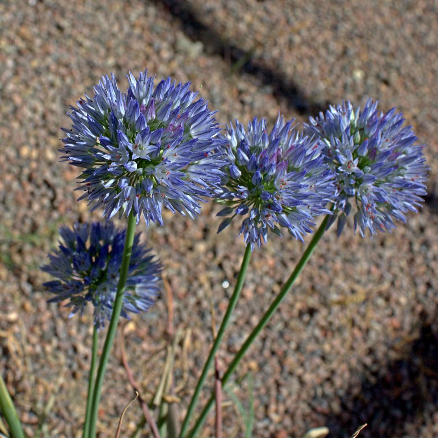 Image of Allium caesium Schrenk