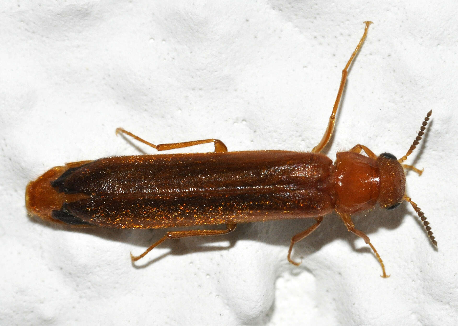 Image of Elateroides