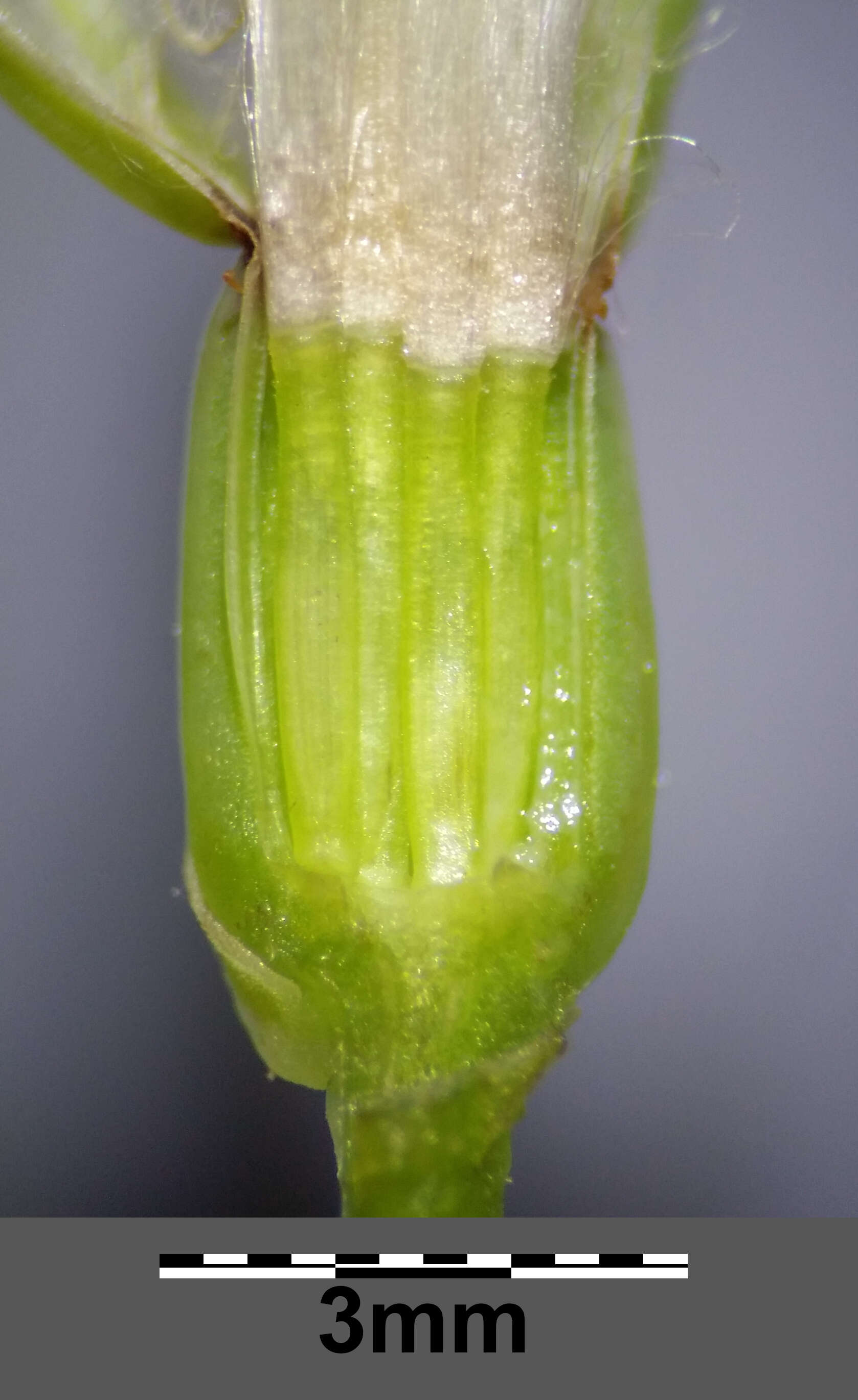 Image of smallflower hawksbeard