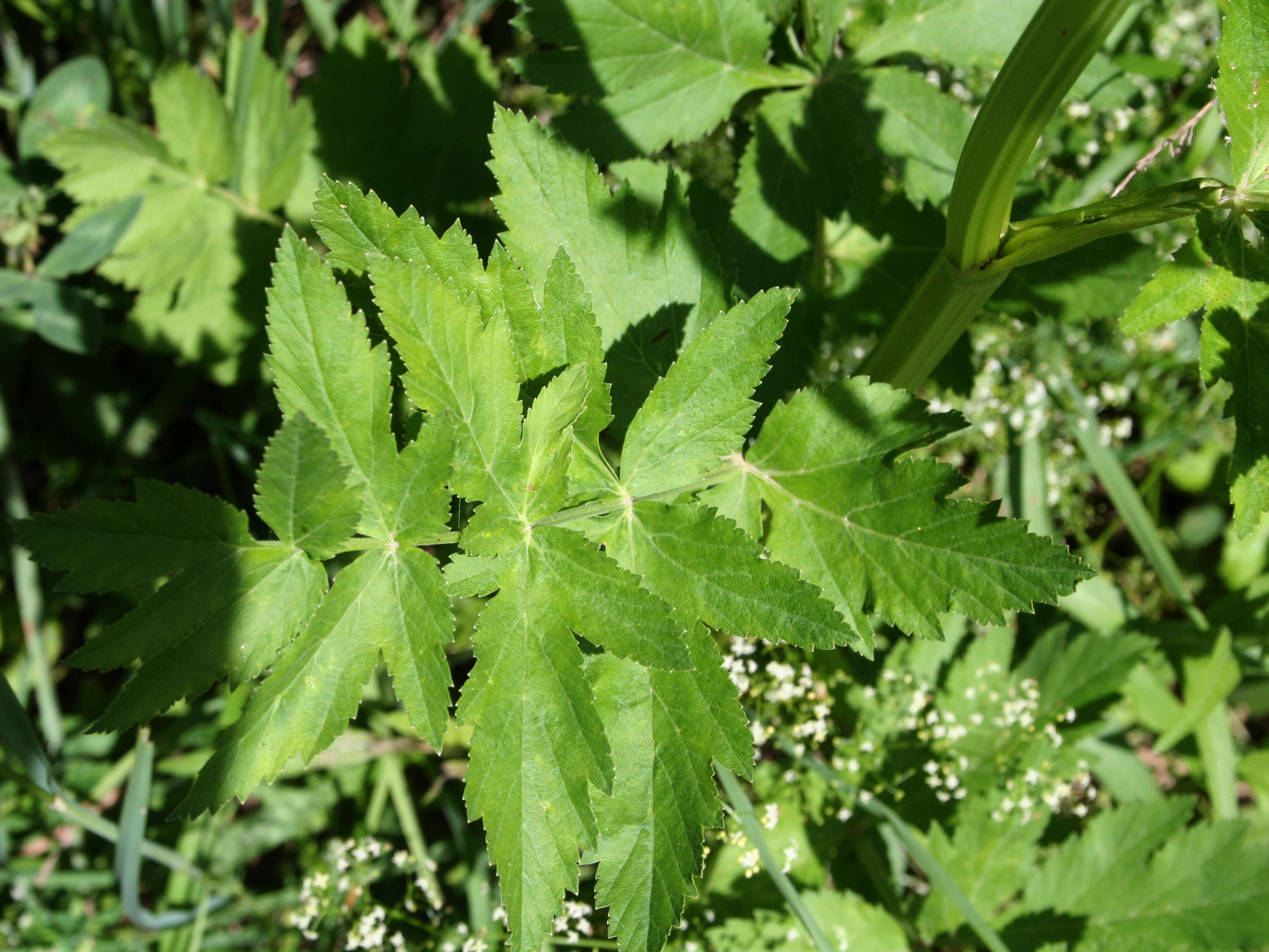 Image of wild parsnip