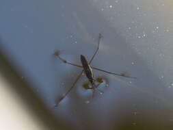 Image of Common pond skater