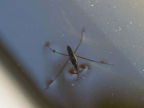 Image of Common pond skater