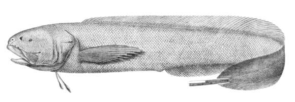 Image of Holcomycteronus