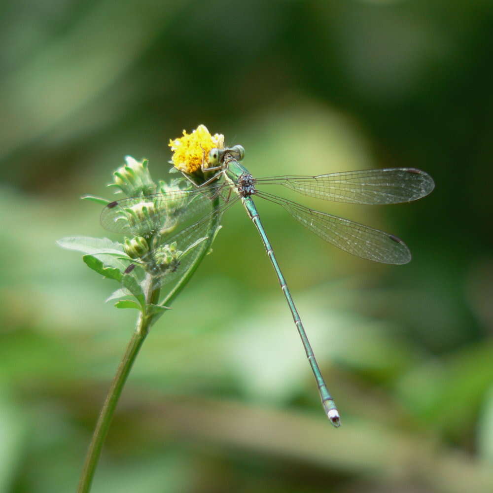 Image of Lestes temporalis Selys 1883