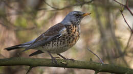 Image of Fieldfare