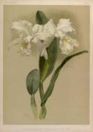 Image of Cattleya mendelii Dombrain