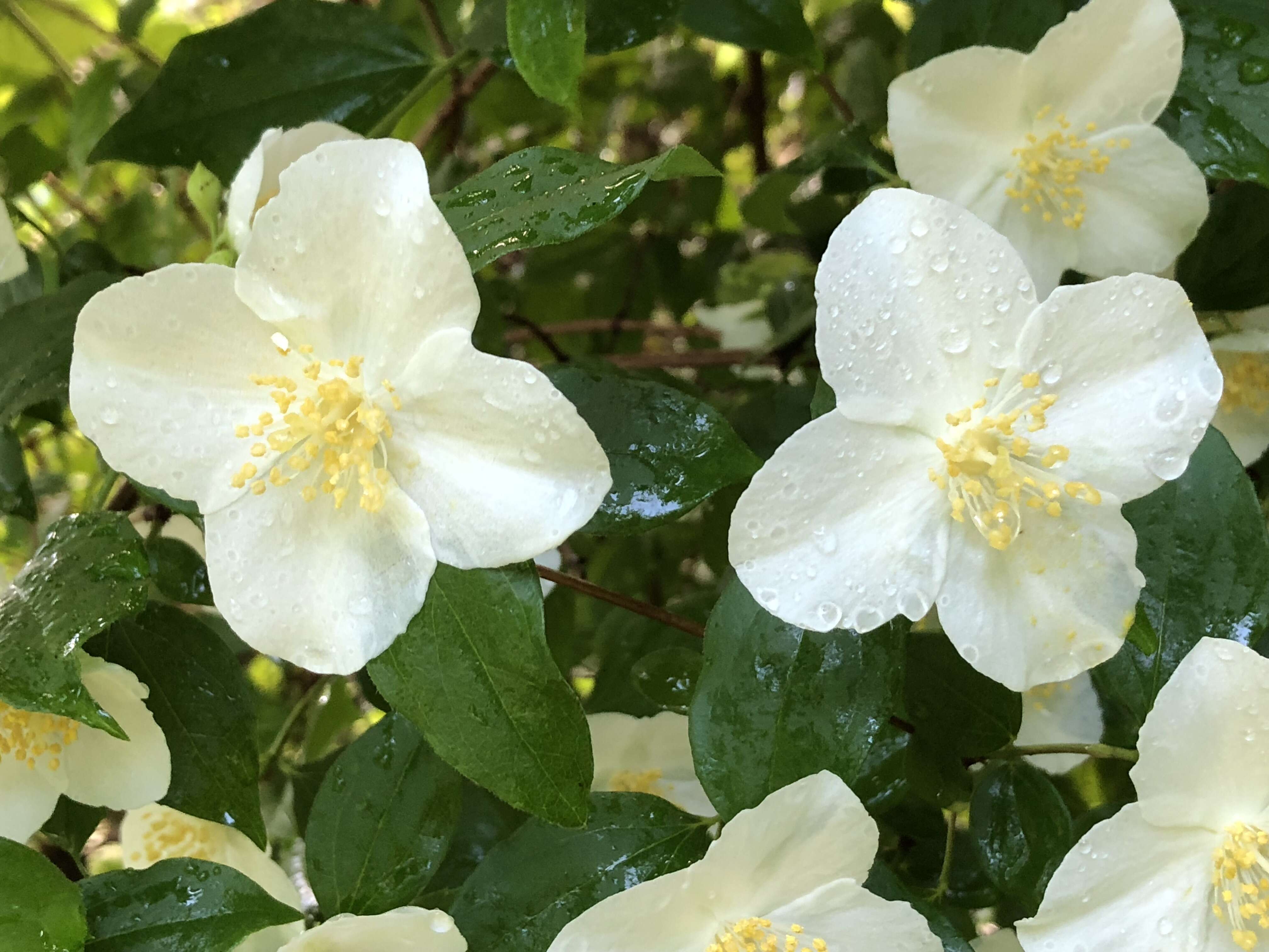 Image of sweet mock orange