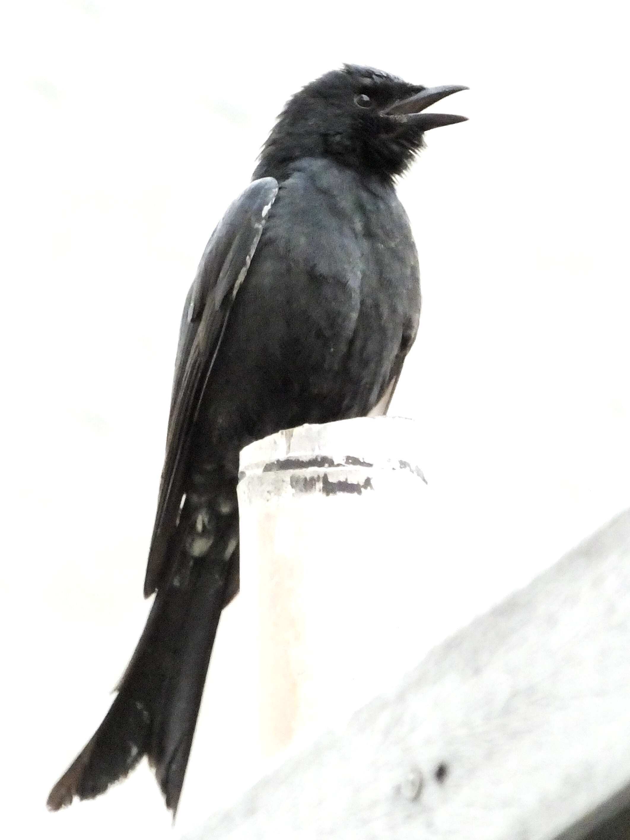 Image of Black Drongo