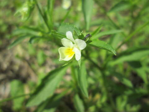 Image of Field Pansy