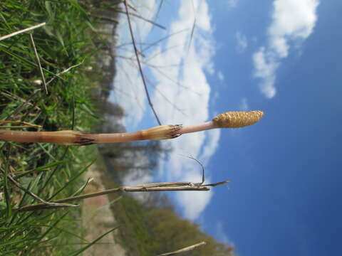 Image of field horsetail