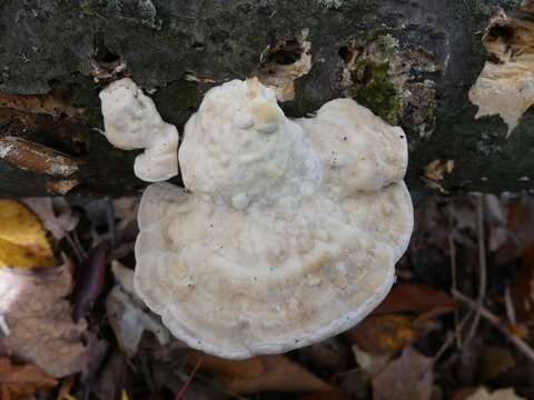 Image of Trametes gibbosa (Pers.) Fr. 1838