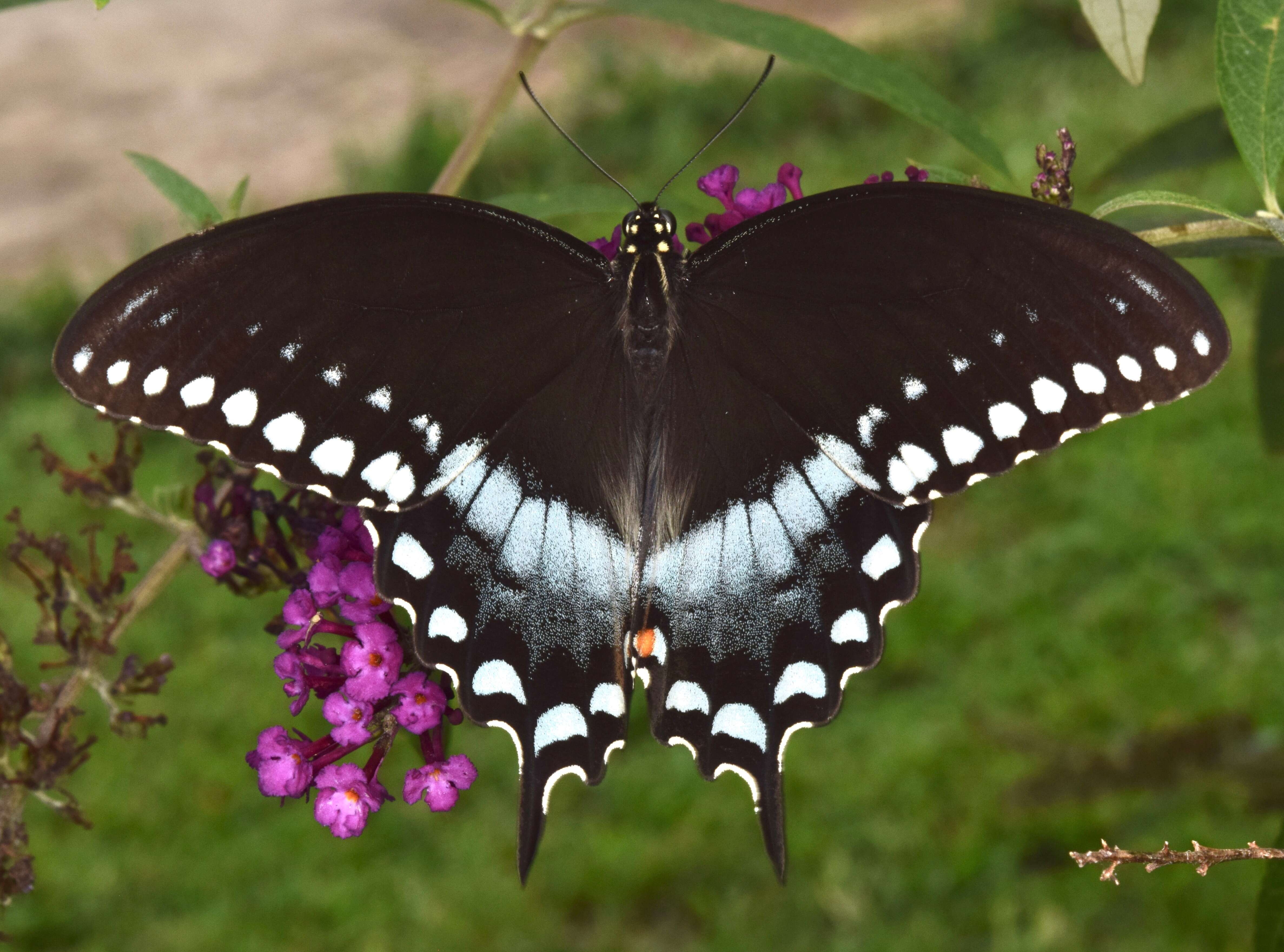 Papilio troilus Linnaeus 1758 resmi