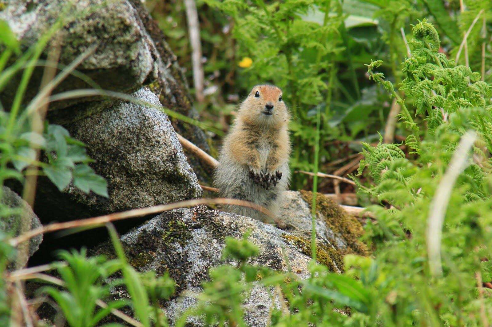 Image of Arctic ground squirrel