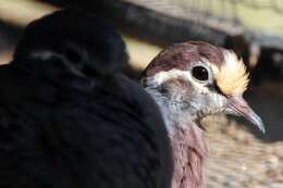 Image of Common Bronzewing