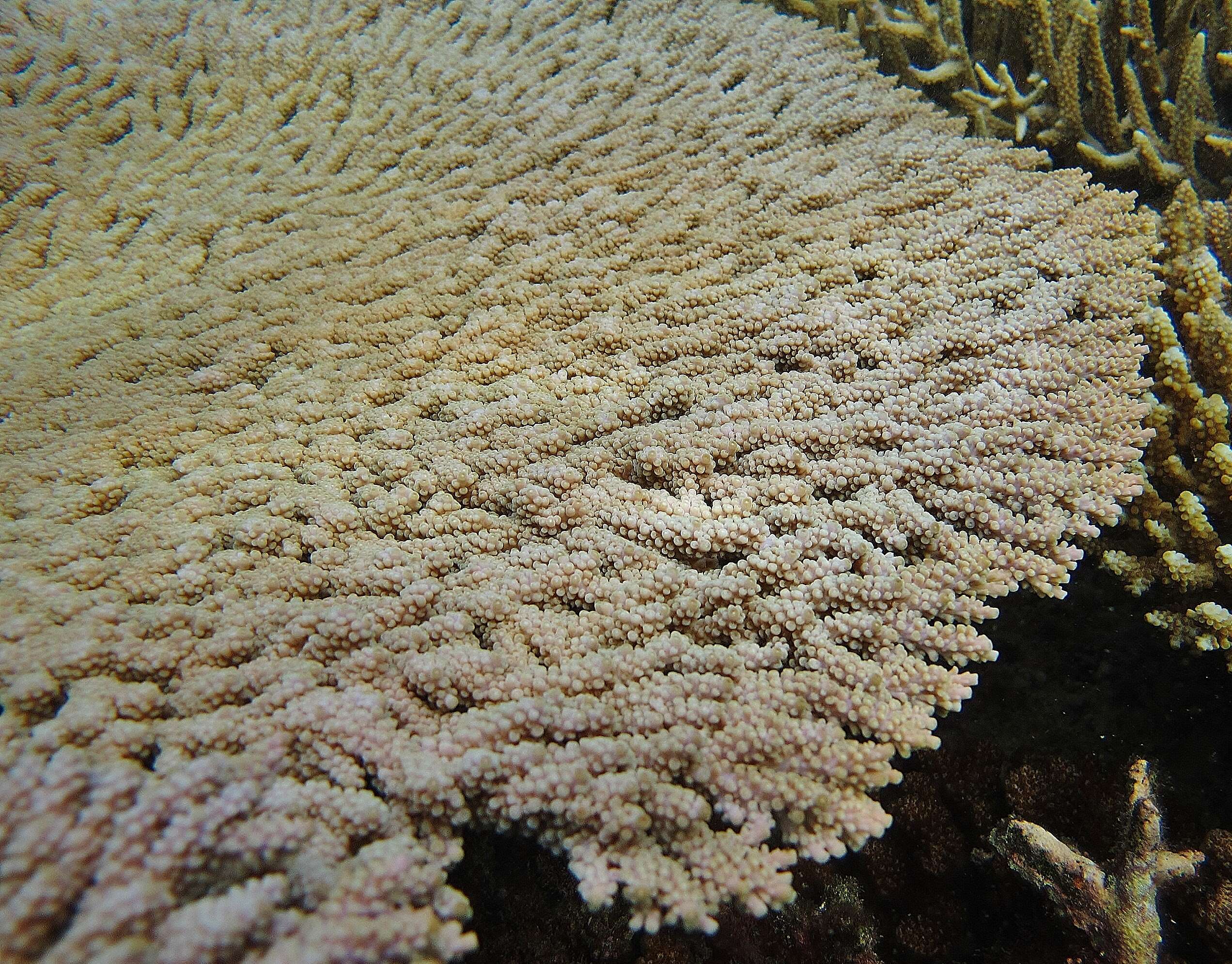 Image of Table coral