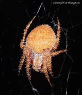 Image of Red Tent Spider