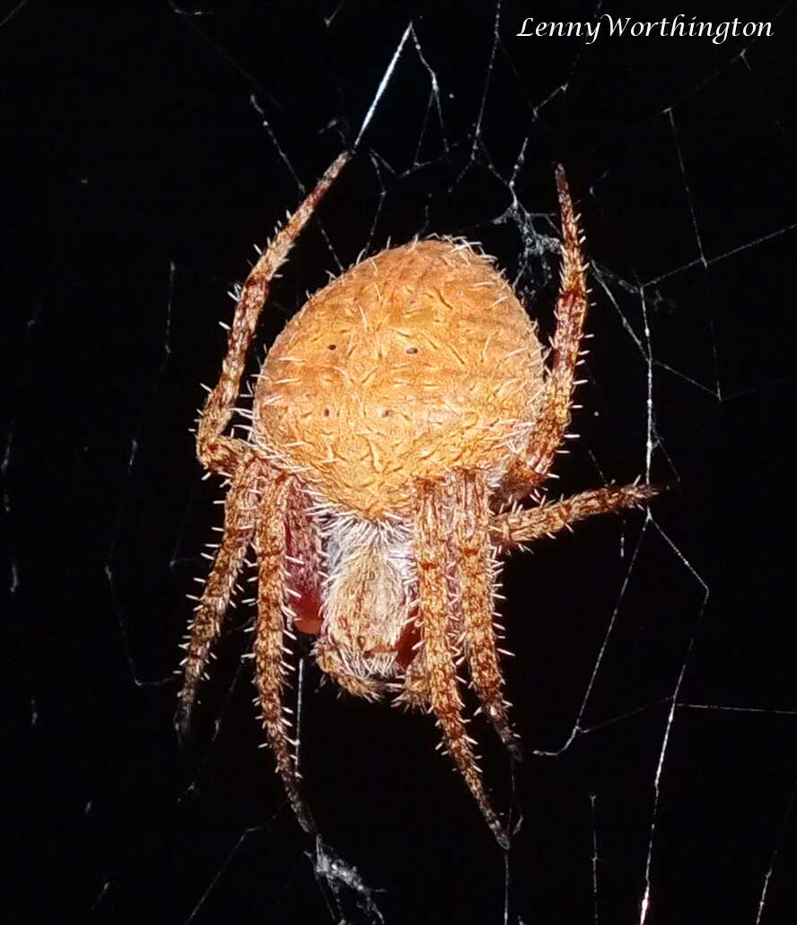 Image of Red Tent Spider