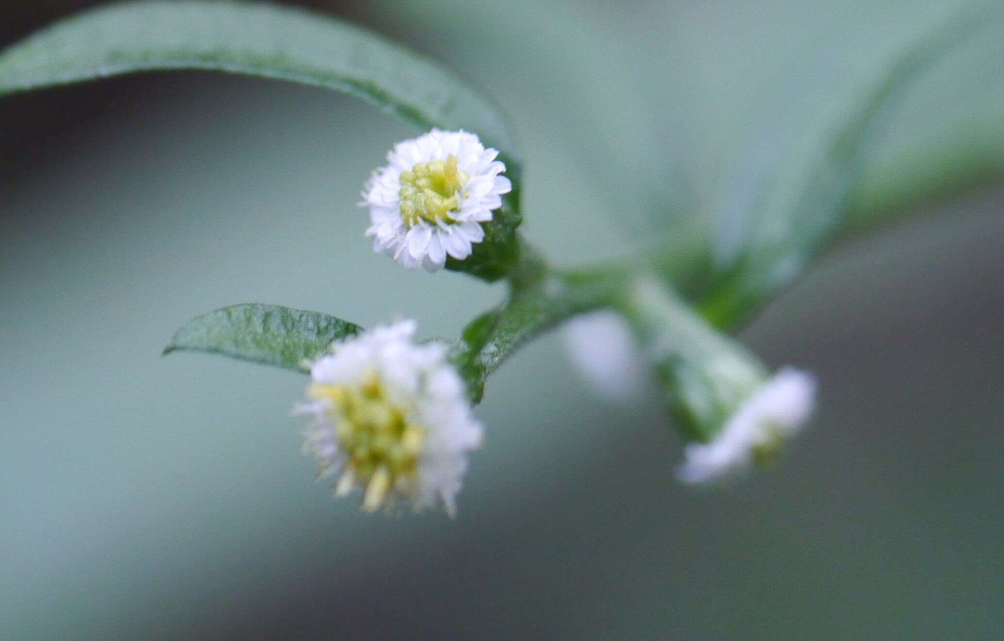 صورة Aster verticillatus (Reinw.) Brouillet, Semple & Y. L. Chen