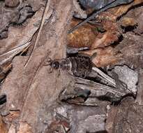 Image of Iberian firefly