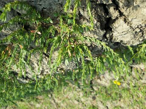 Plancia ëd Lythrum hyssopifolia L.