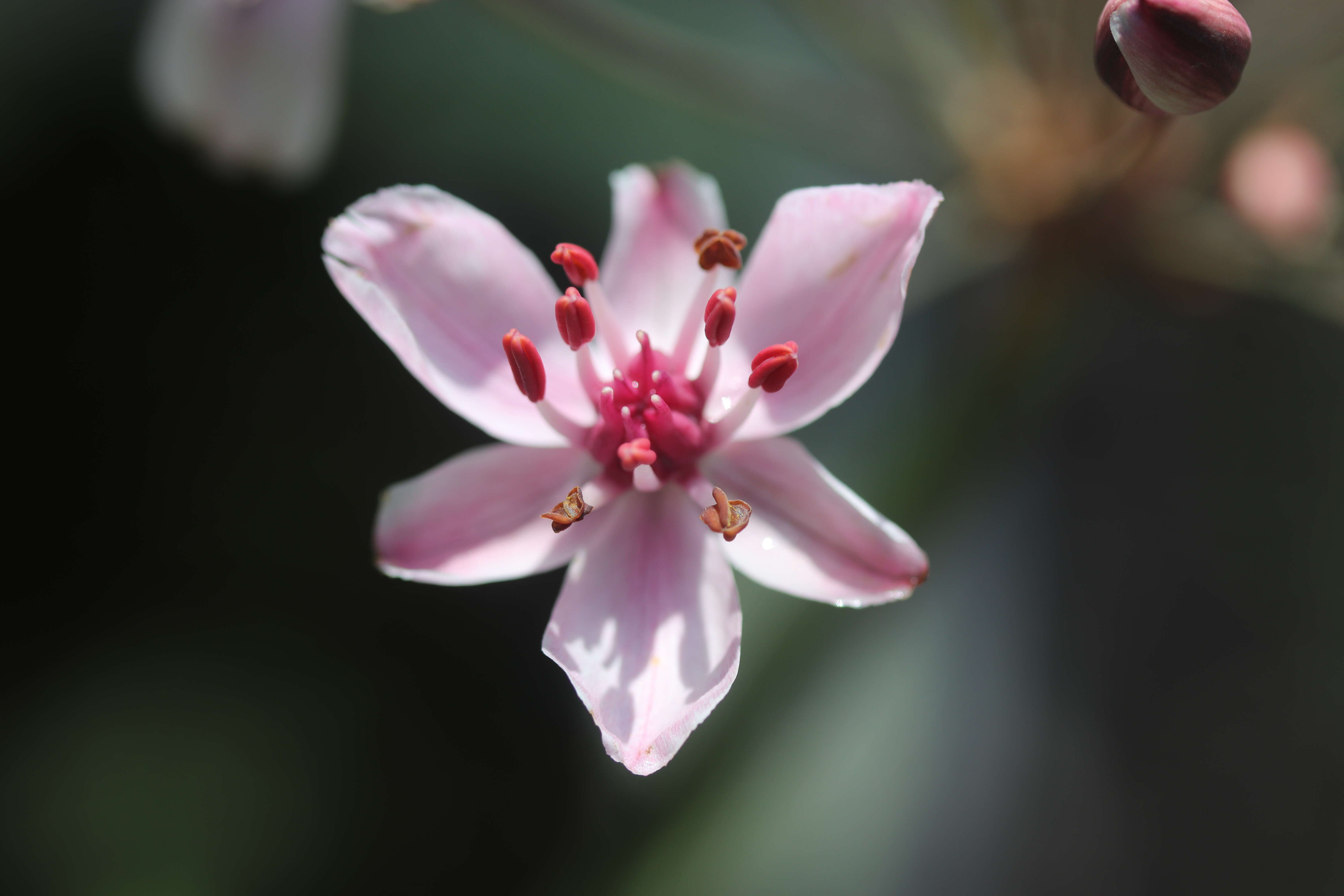 Image of flowering rush family